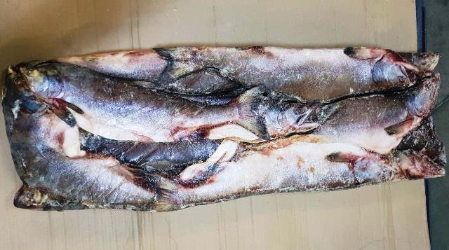 Горбуша ПСГ г. МАГАДАН РОССИЯ (2*11кг)